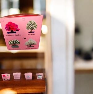 Miniature Cherry Blossom Bonsai Tree -Seed KIT  Disney Epcot
